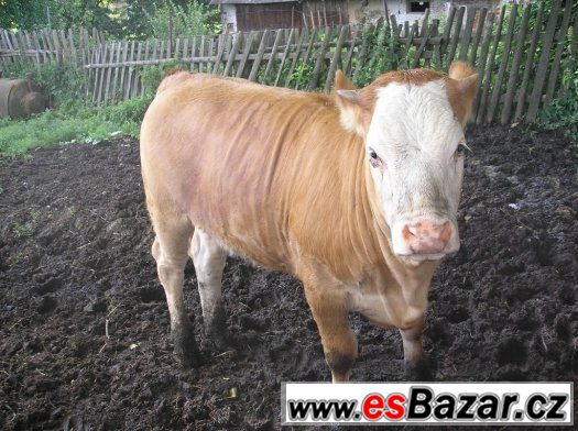 Jalovice – fotografie 1