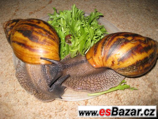 A. achatina Ghana – fotografie 5