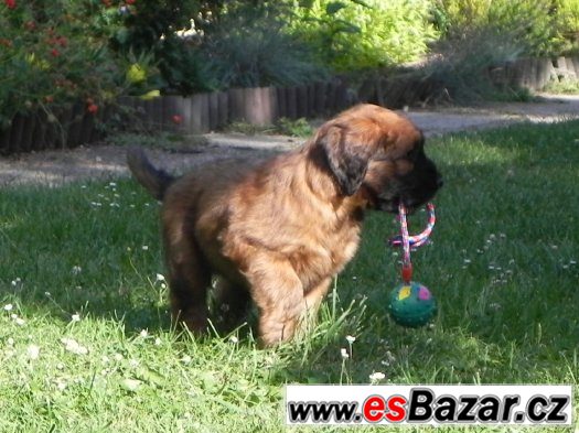 Briard plavý - štěňata – fotografie 1