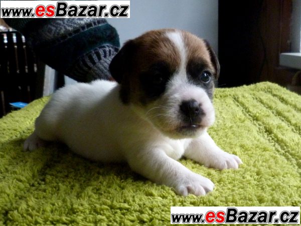 Jack Russell Terrier – fotografie 3