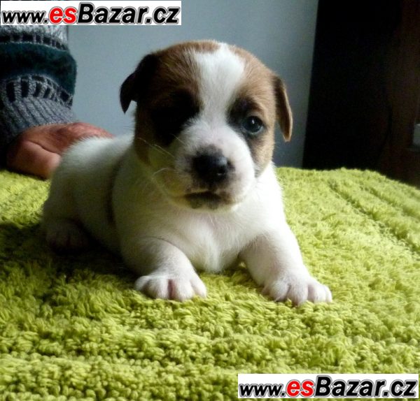 Jack Russell Terrier – fotografie 5