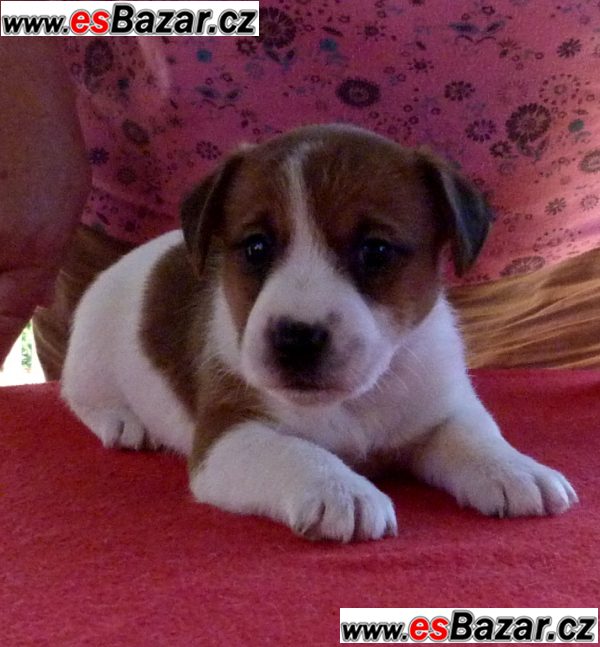 Jack Russell Terrier – fotografie 3