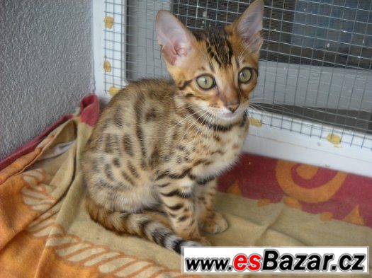 Bengalske kotatka – fotografie 1