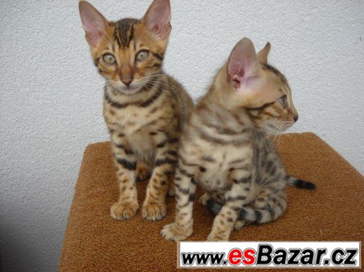 Bengalske kotatka – fotografie 3