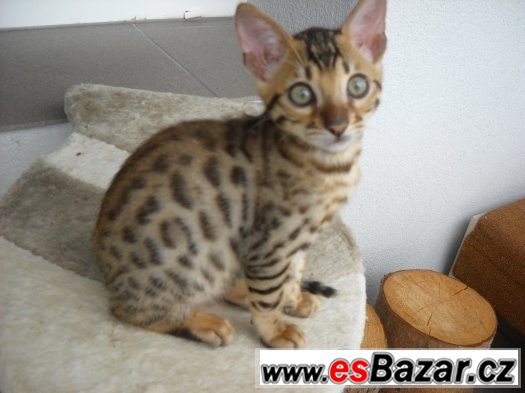Bengalske kotatka – fotografie 4