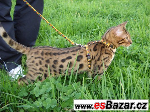Bengalske kotatka s pp – fotografie 1