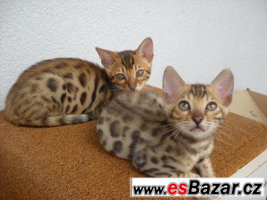 Bengalske kotatka s pp – fotografie 3