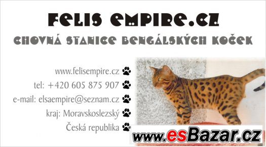 Bengalske kotatka s pp – fotografie 5