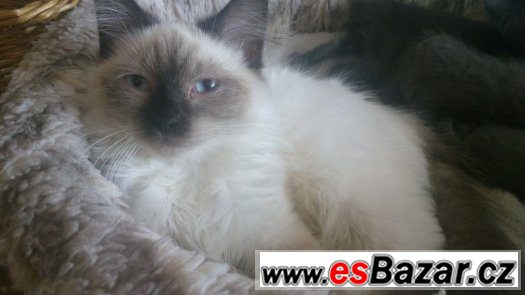 Nevska maškaráda - s P P – fotografie 1