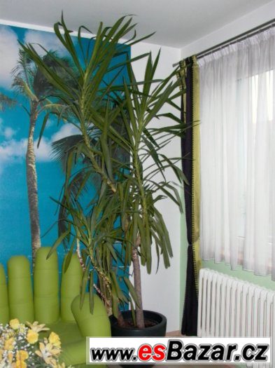 pokojová květina JUKA/YUCCA/ – fotografie 2
