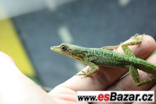 Anolis – fotografie 2