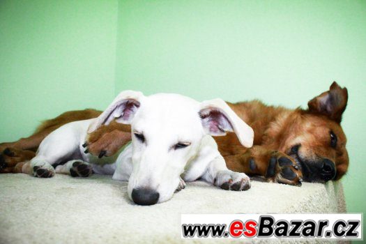 ♥ Scooby - Zlatý retrívr x labrador přátelský pes ♥ – fotografie 5