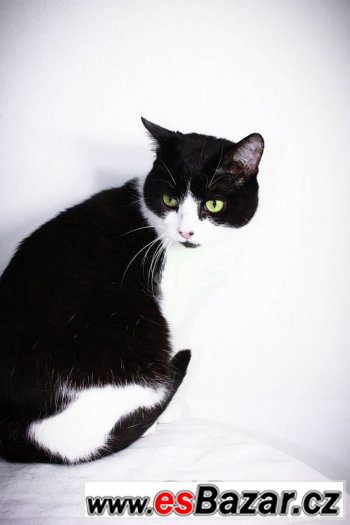 ♥ Claire/Klárka - Britská krátkosrstá x bicolor kočka ♥ – fotografie 2