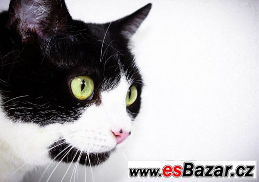 ♥ Claire/Klárka - Britská krátkosrstá x bicolor kočka ♥ – fotografie 4