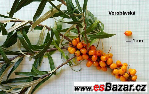 Rakytník řešetlákový VOROBĚVSKÁ – fotografie 1