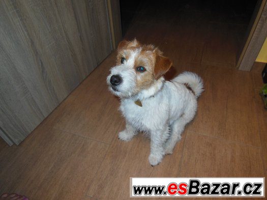 Jack Russel Terier čistokrevný s doklady – fotografie 1