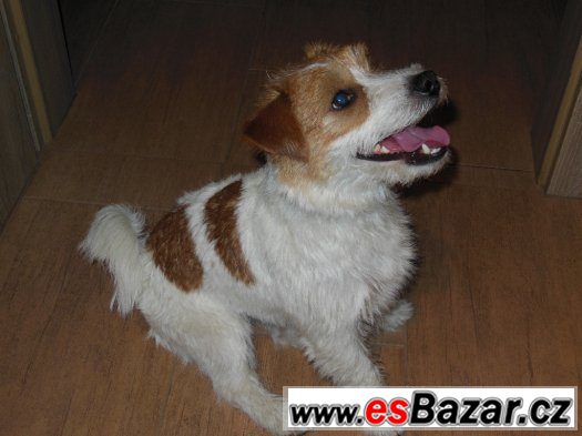 Jack Russel Terier čistokrevný s doklady – fotografie 4