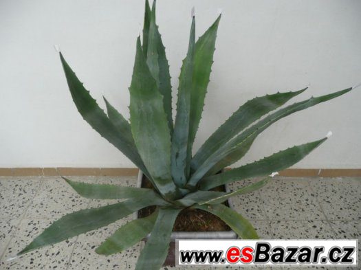 Agave americana – fotografie 1
