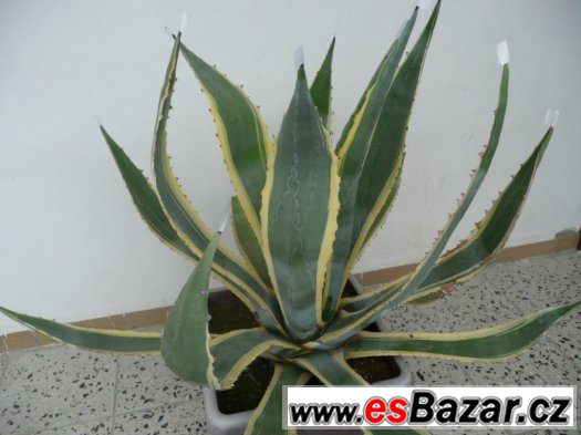 Agave americana – fotografie 2