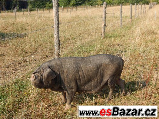 Prodám prasnici prasete přikukleného – fotografie 1