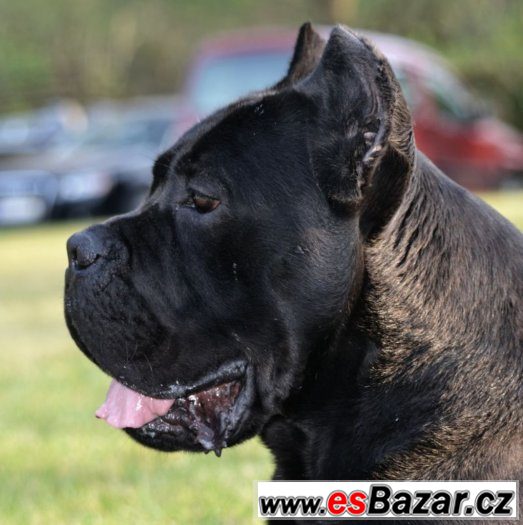 Cane corso – fotografie 2