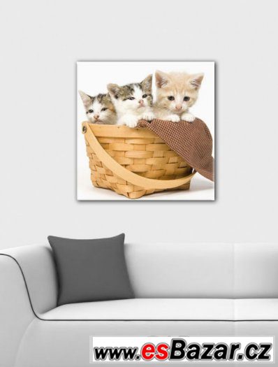 SLEVA 50% Fotoobraz, obraz - KOŤÁTKA - velikost 30 x 30 cm – fotografie 1