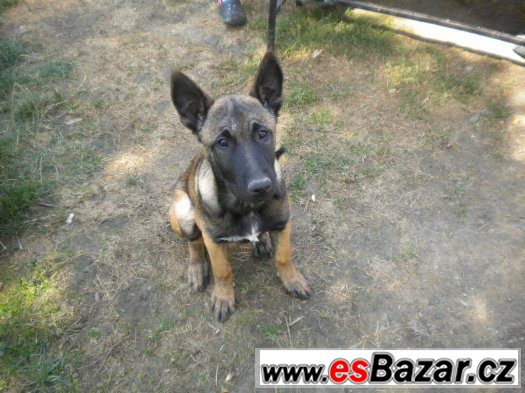 Belgický ovčák Malinois – fotografie 1