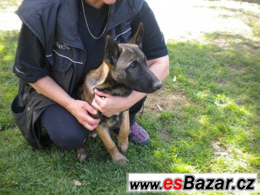 Belgický ovčák Malinois – fotografie 2