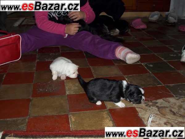 tibetský španěl – fotografie 5