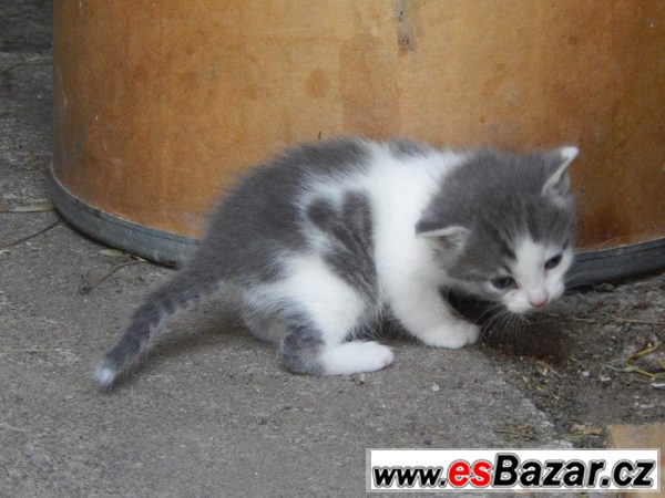 Volná koťátka do dobrých rukou – fotografie 1