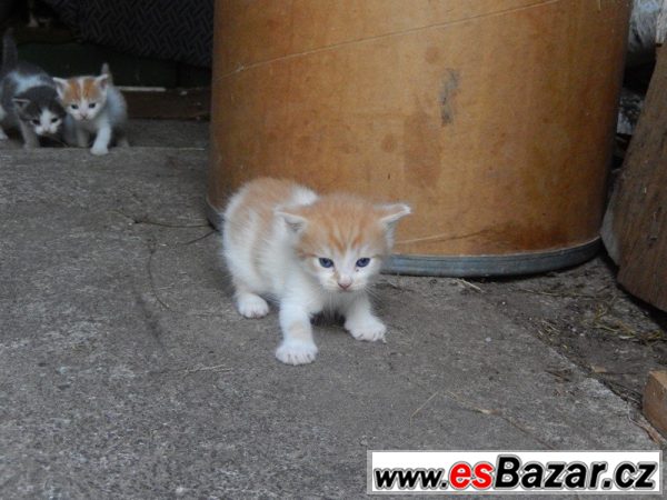 Volná koťátka do dobrých rukou – fotografie 2