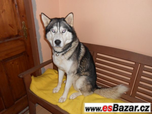 Zaběhl se husky – fotografie 1