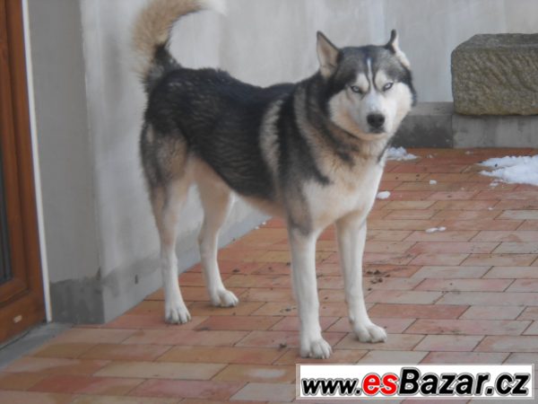 Zaběhl se husky – fotografie 2