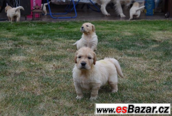 Zlatý Retriever – volná štěňátka – fotografie 2