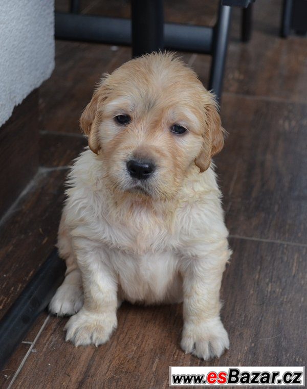 Zlatý Retriever – volná štěňátka – fotografie 3