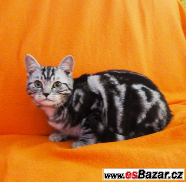 Whiskas kocourek – fotografie 1