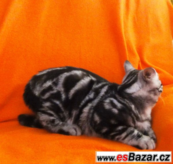 Whiskas kocourek – fotografie 2