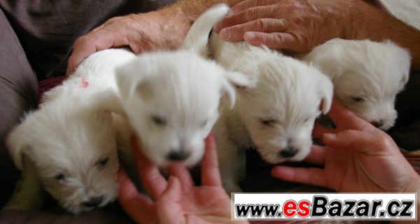West Highland White teriér – fotografie 1