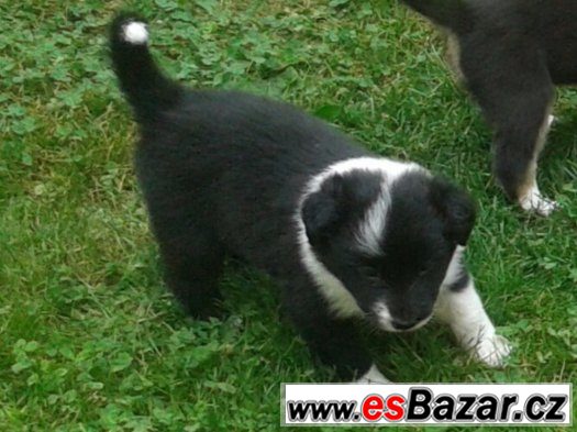 BORDER KOLIE-fenečka – fotografie 2