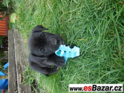 Kříženci labradora a staforda 