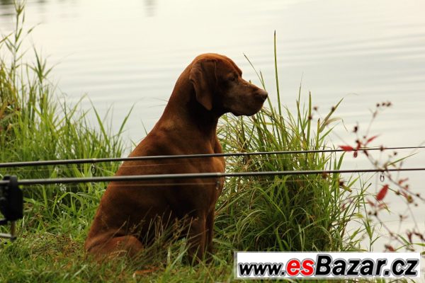 Nabízím psa MOK ke krytí – fotografie 1