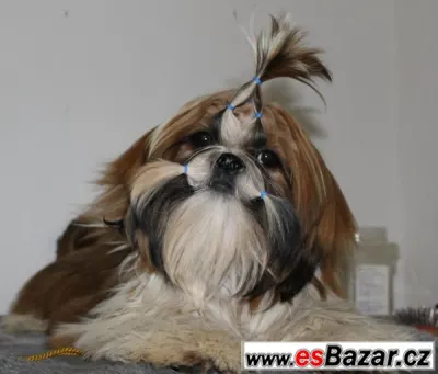 Pejsek shih-tzu s PP (shi-tzu)