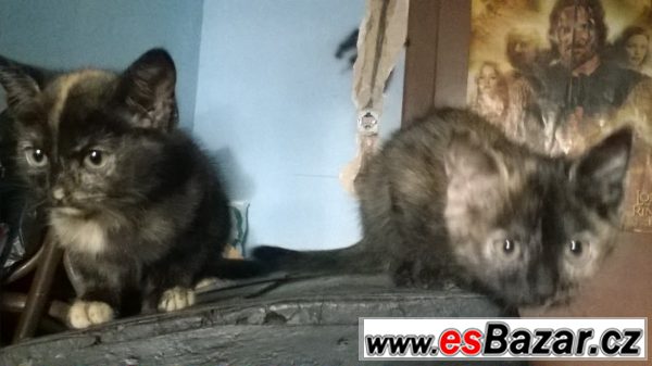 Kdo se nás ujme?    – fotografie 1