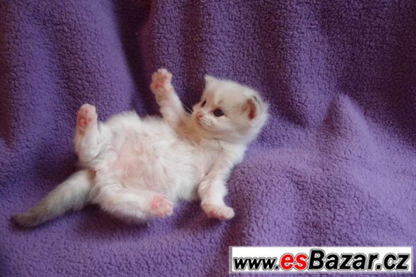 Ragdoll koťátka bez PP-kocourek – fotografie 2