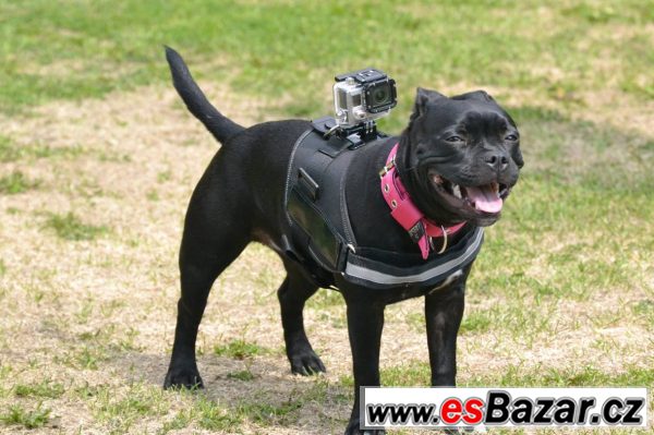 Prodám postroj na psa pro GoPro  – fotografie 2