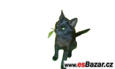 Kočičku hledáme 