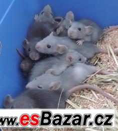 Potkany – fotografie 1