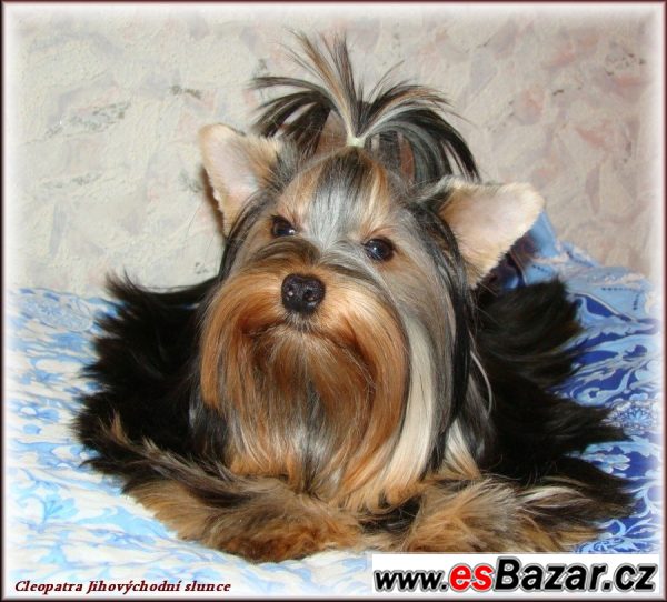 Jorkšírský terrier s PP - fenečky – fotografie 1