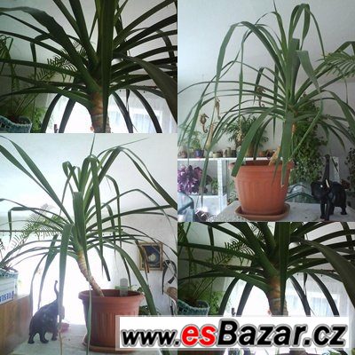 Pokojová rostlina Dracaena – fotografie 1