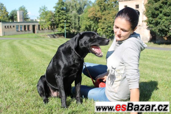 Přátelský Don hledá nový domov! – fotografie 3